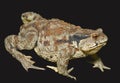 Toad (Bufo gargarizans) 30 Royalty Free Stock Photo