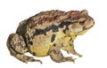 Toad (Bufo gargarizans) 33 Royalty Free Stock Photo
