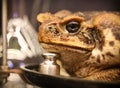 The toad Bufo marinus assists in conducting a laboratory lesson Royalty Free Stock Photo