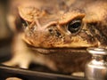 The toad Bufo marinus assists in conducting a laboratory lesson Royalty Free Stock Photo