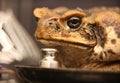 The toad Bufo marinus assists in conducting a laboratory lesson Royalty Free Stock Photo