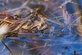 Toad - Bufo bufo mating on the surface of a pond. There is a mosquito on the toad`s head. There are reeds around the frogs