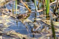 Toad - Bufo bufo on the surface of the pond. There is a reed around the green frog. Side view