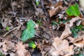 A toad Bufonidae hides in a garden under leaves  to protect itself Royalty Free Stock Photo