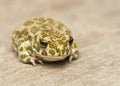 Toad - Bufotes viridis Royalty Free Stock Photo