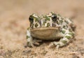 Toad - Bufotes viridis Royalty Free Stock Photo