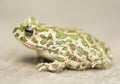 Toad - Bufotes viridis Royalty Free Stock Photo