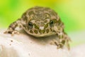 Toad - Bufotes viridis Royalty Free Stock Photo