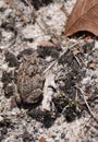 Toad Camouflage