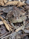 Toad Camouflage Royalty Free Stock Photo