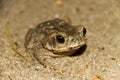 Toad camouflage Royalty Free Stock Photo