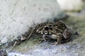 Toad with central golden strip