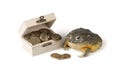 Toad and chest of coins