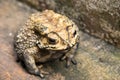 Toad is a common name for certain frogs Royalty Free Stock Photo