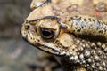 Toad is a common name for certain frogs Royalty Free Stock Photo