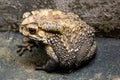 Toad is a common name for certain frogs Royalty Free Stock Photo