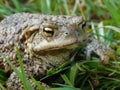 Toad is a common name for certain frogs, especially of the family Bufonidae, that are characterized by dry, leathery skin, short l Royalty Free Stock Photo