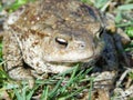 Toad is a common name for certain frogs, especially of the family Bufonidae, that are characterized by dry, leathery skin, short l Royalty Free Stock Photo