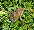 Toad is a common name for certain frogs, Royalty Free Stock Photo