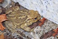 Toad, common toad sits anxiously on stone wall in foliage Royalty Free Stock Photo
