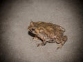 Toad on concrete floor