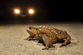 Toad across the road Royalty Free Stock Photo