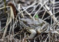 Toad Royalty Free Stock Photo