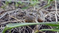 Toad in dry foliage and branches. Royalty Free Stock Photo