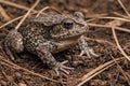 Toad on Dry Forest Floor Royalty Free Stock Photo