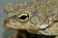 Toad eye Royalty Free Stock Photo