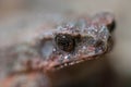 Toad Eyes
