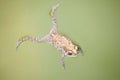 Toad floating on green color water Royalty Free Stock Photo
