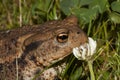 Toad and flower Royalty Free Stock Photo