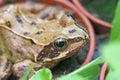 Toad in a flower pot Royalty Free Stock Photo