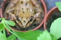 Toad in a flower pot Royalty Free Stock Photo