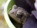 Toad in a flower pot Royalty Free Stock Photo