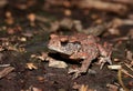 Toad on the forest floor Royalty Free Stock Photo