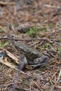 Toad on Forest Floor Royalty Free Stock Photo