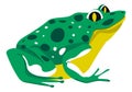 Toad or frog, amphibian animal wildlife vector Royalty Free Stock Photo