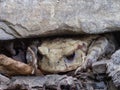 Toad frog Bufo bufo perring out from under stone, bright orange eyes. Bufo bufo. Royalty Free Stock Photo