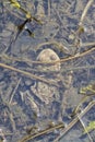 Toad frog Bufo bufo under water Royalty Free Stock Photo