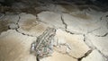 Toad. frog contemplates a river that has dried up toad looks at its devastating environment close up toad closeup frog Amphibians,