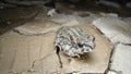 Toad frog contemplates a river that has dried up toad looks at its devastating environment close up toad closeup frog Amphibians,