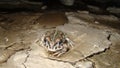 Toad frog contemplates a river that has dried up toad looks at its devastating environment close up toad closeup frog Amphibians,