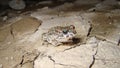 Toad. frog contemplates a river that has dried up. toad looks at its devastating environment close up toad closeup frog Amphibians