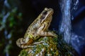 Toad Frog on a stone in pound Royalty Free Stock Photo