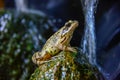 Toad Frog on a stone in pound Royalty Free Stock Photo