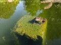 Toad or frog sitting on a stone, covered with green algae, partially in water of a pond. Royalty Free Stock Photo