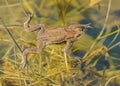 Toad frog swimming in clear water among vegetation Royalty Free Stock Photo