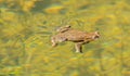 Toad frog swimming in clear water with vortexes behind Royalty Free Stock Photo